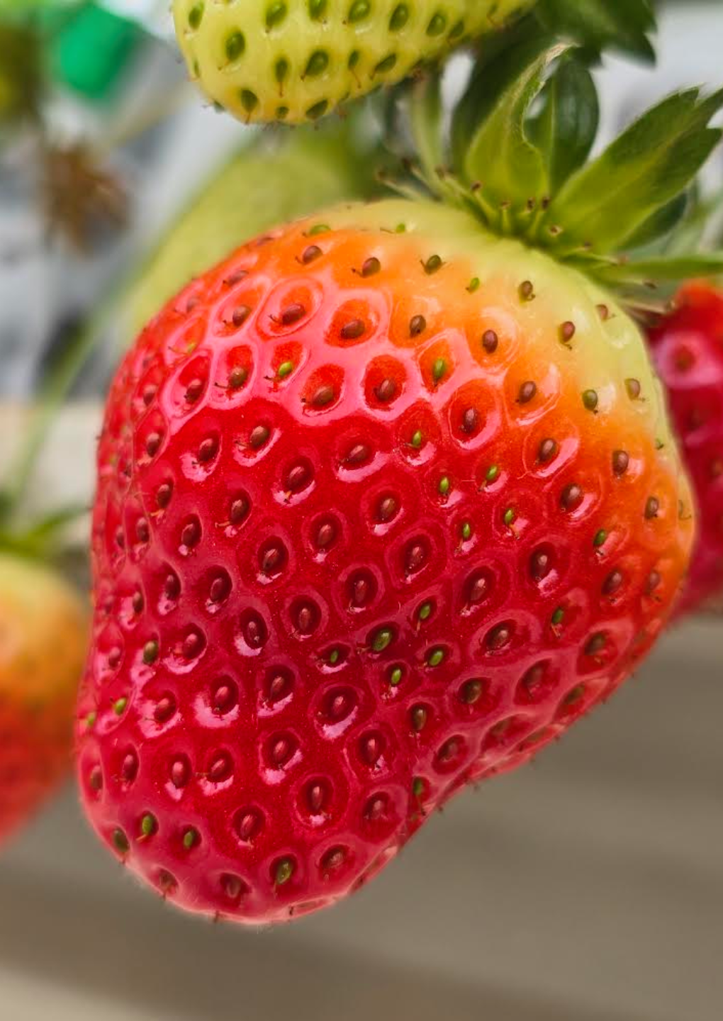 fruits et legumes direct producteur Andernos